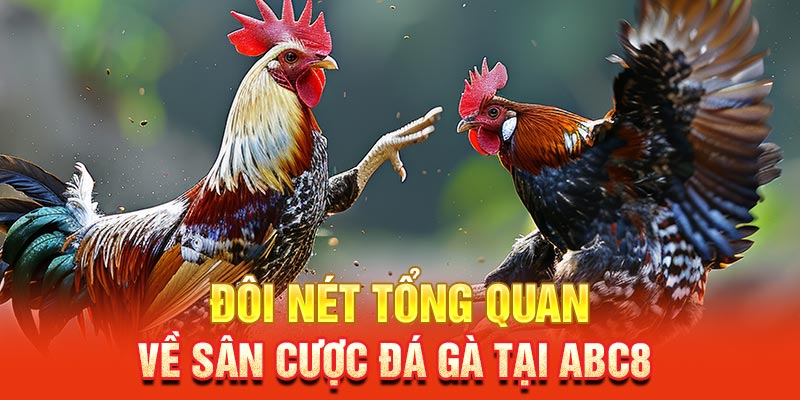 Cá cược đá gà tại ABC8 minh bạch thưởng cao