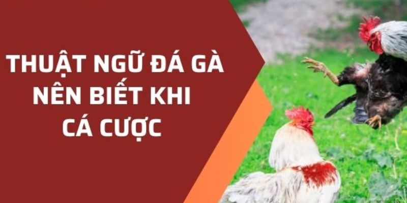 Thuật Ngữ Đá Gà - Cẩm Nang Không Thể Thiếu Dành Cho Kê Thủ